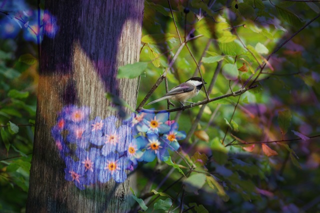 [CHICKADEE and Forget me Not[4].jpg]