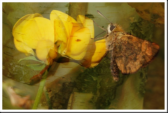BUTTERFLIES Skipper and Birch