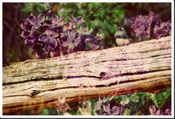 JUNCO Lilac