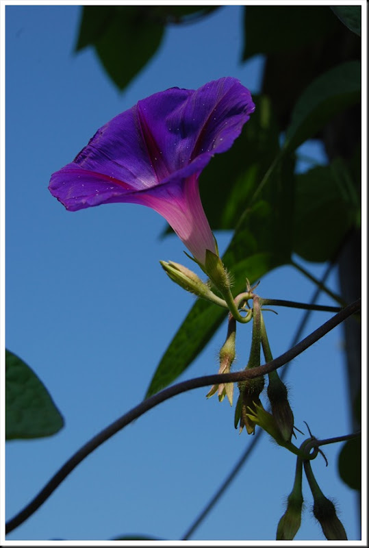 Morningglory