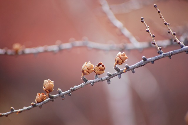 [larch pinecones pink[4].jpg]