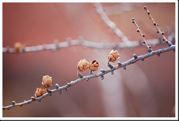 larch pinecones pink