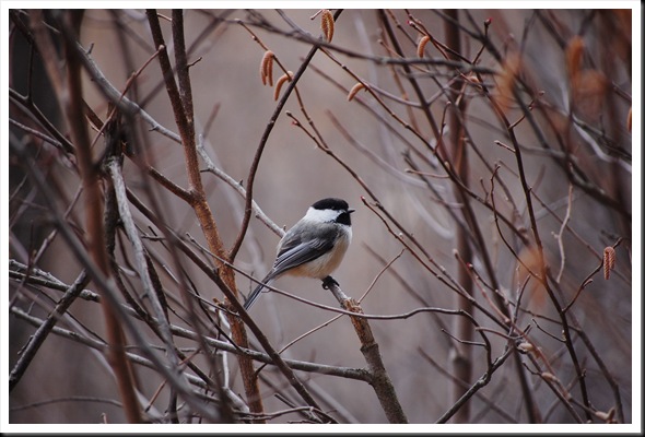 chickadee
