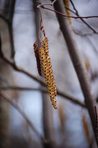 [poplar4.jpg]