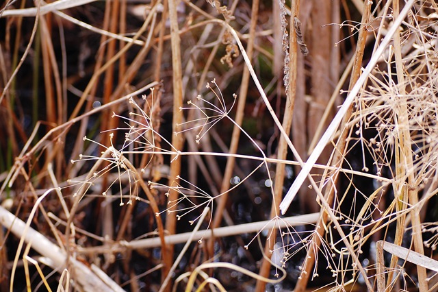 [spikybranches4.jpg]