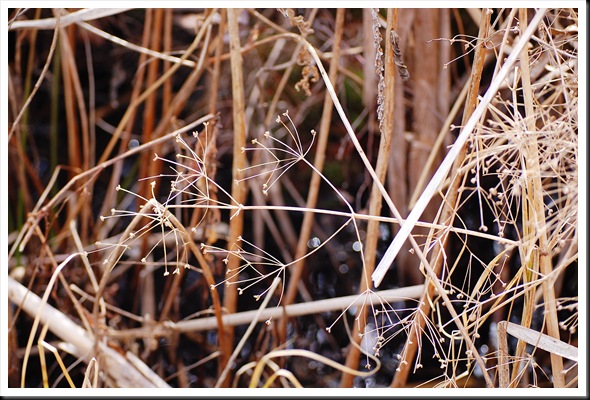 spiky branches
