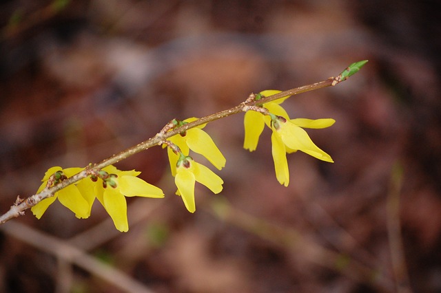 [yellow buds[4].jpg]