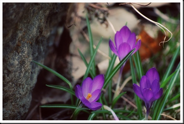 crocus three