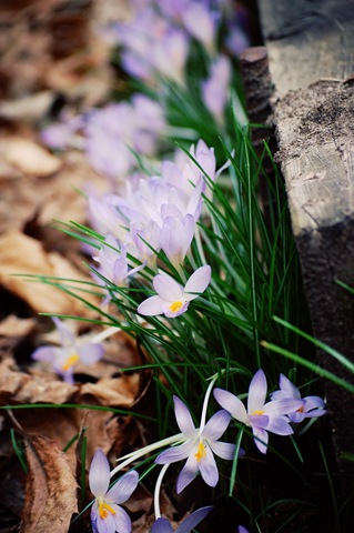 [crocus[4].jpg]