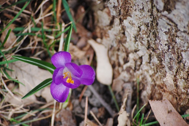 [crocus from above[4].jpg]