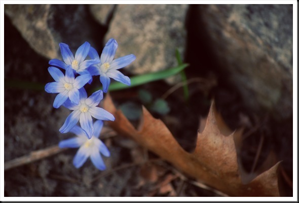 blue petals