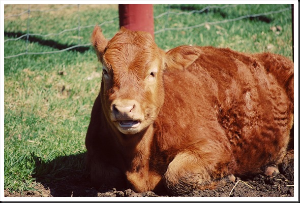 moo!
