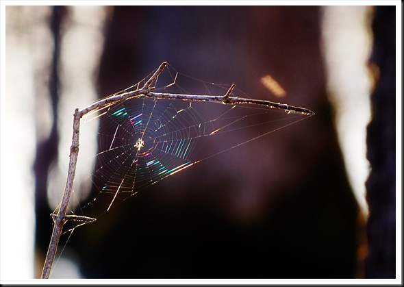 spiderweb