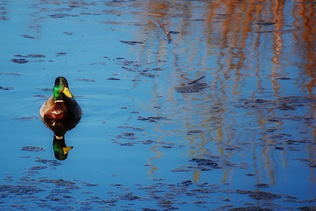 [duck mud lake[4].jpg]