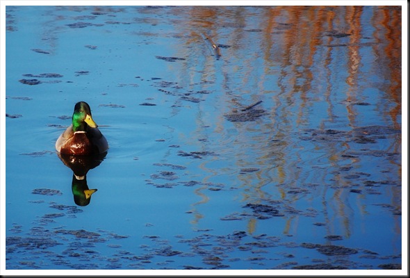 duck mud lake