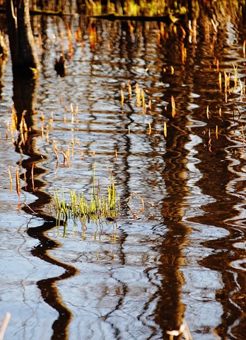 [reed tree reflection[9].jpg]