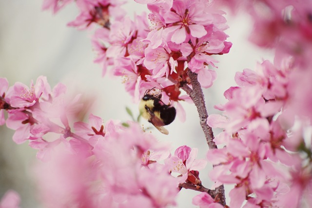 [bumblebee blossoms[4].jpg]