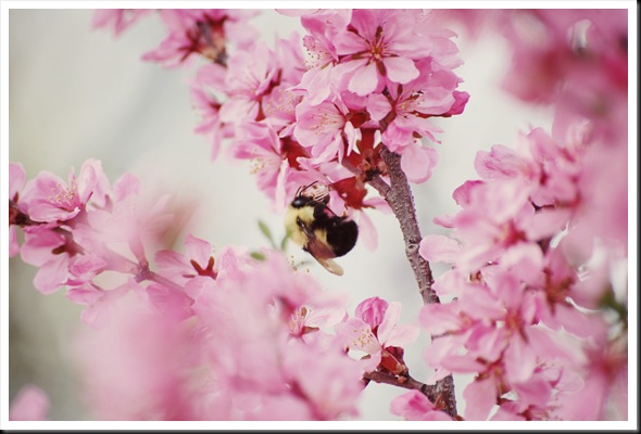 bumblebee blossoms