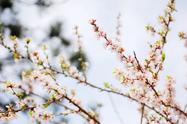 [blossoms pine bokeh[4].jpg]