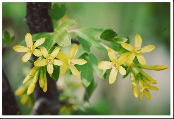 yellow flowers shrub