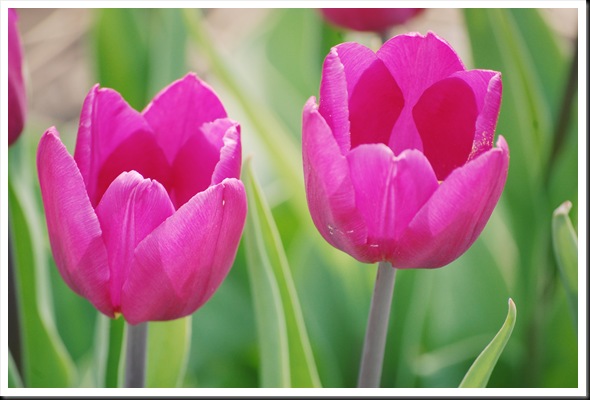 tulips