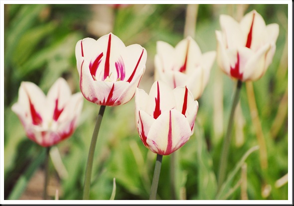 striped tulips