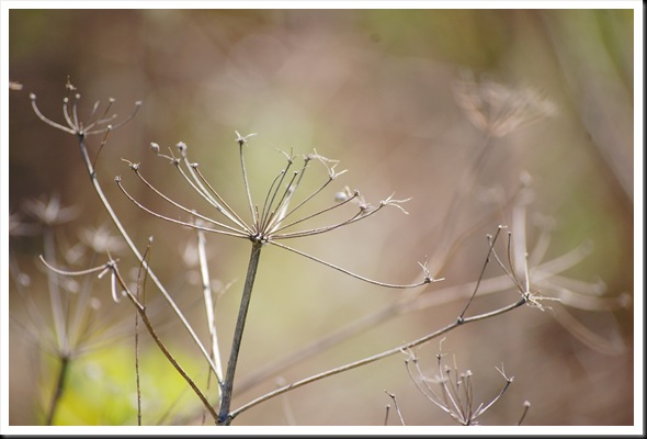 Queen Anne's Lace