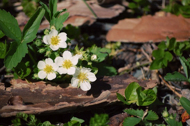 [Wild Strawberries[4].jpg]