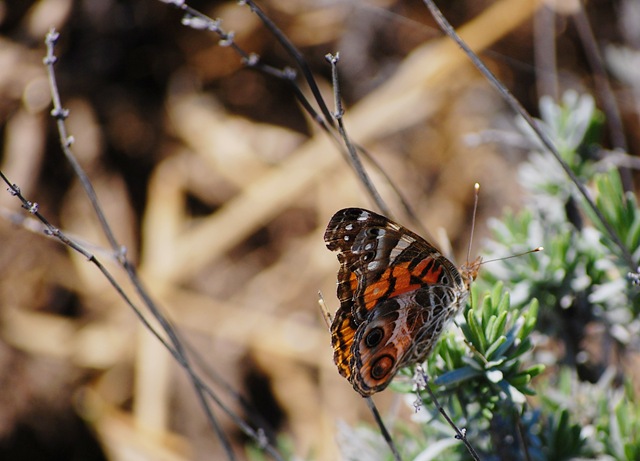 [orange butterfly2[4].jpg]