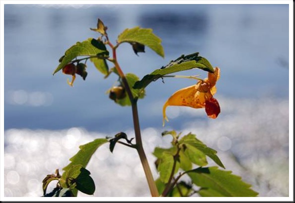 clip_image006