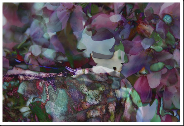DAMSELFIES Apple Blossoms BLUE DAMSELFIES Apple Blossoms BLUE