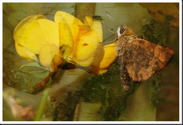 BUTTERFLIES Skipper and Birch BUTTERFLIES Skipper and Birch