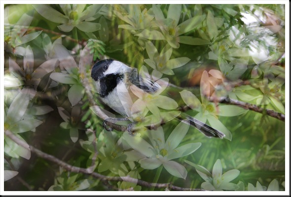 CHICKADEE and Star Flowers CHICKADEE and Star Flowers
