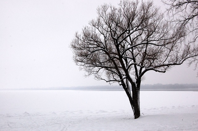 [Tree River Snow.jpg]