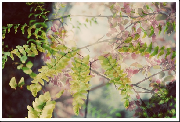 FERN APPLE BLOSSOM FERN APPLE BLOSSOM