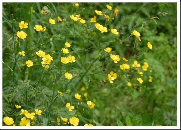 Buttercups
