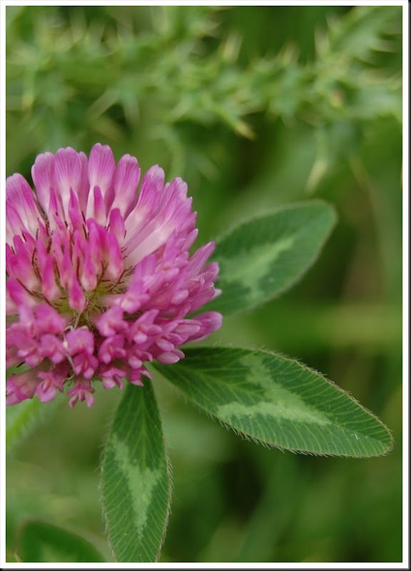 Clover