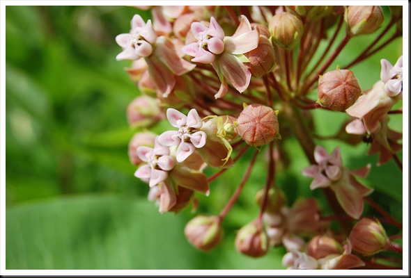 Milkweed & Spider