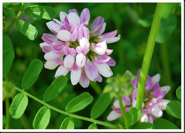 Crown Vetch