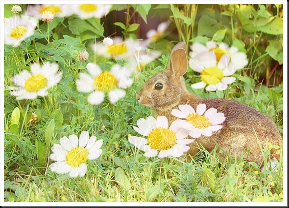 RABBIT AND DAISY 5x7 RABBIT AND DAISY 5x7