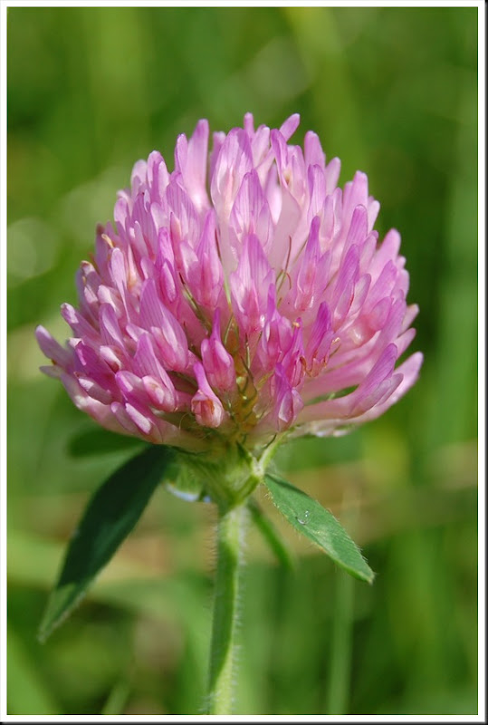 clover