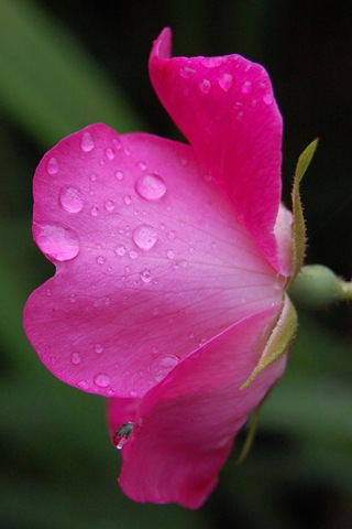 [Rose raindrops[4].jpg]