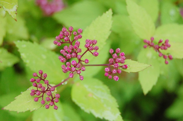 [pink lime[4].jpg]