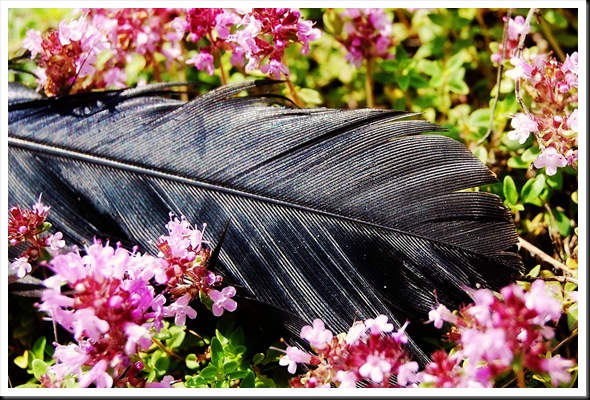 CROW FEATHER