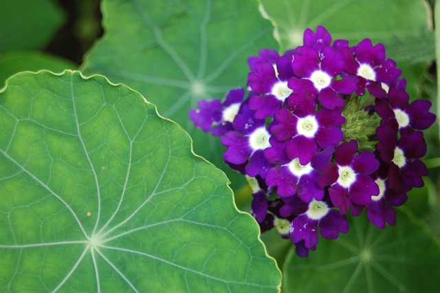 [Algonquin Flowers (26)[4].jpg]