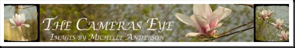 THE CAMERA'S EYE BANNER