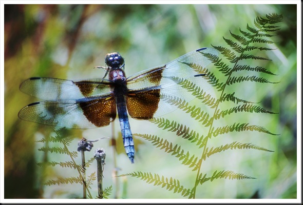 DRAGONFLY FERN 57 soft