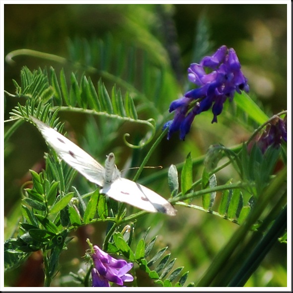 Cabbage White