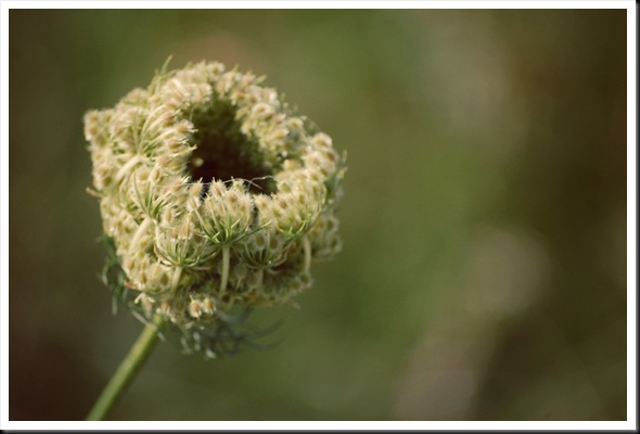 queen anne's lace opening