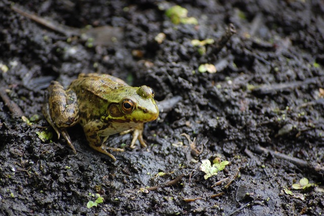 [frog[5].jpg]